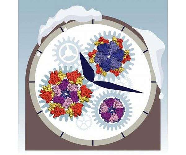 Circadian gene mutations linked to drug abuse risk in study with mice