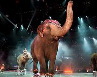 Romania to ban wild animals in circuses
