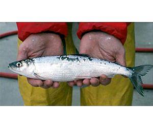 Climate change could drive native fish out of Wisconsin waters