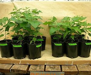 Cisgenics In Forestry Offers New Tools For Biotechnology