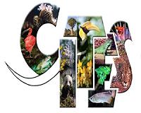 How CITES works, and 5 species to look out for