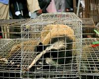 Wuhan's virus ground-zero market hides in plain sight