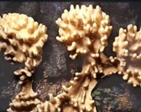 TAU Professor Finds Global Warming Is Melting Soft Coral