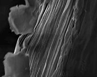 Clay sheets stack to form proton conductors
