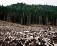Temperature changes wreak ecological havoc in deforested areas