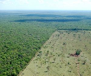 Brazil creates office to fight deforestation