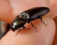 Click beetles inspire design of self-righting robots