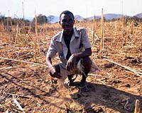 Villagers in Zimbabwe skip meals to save scant food
