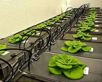 Eating your veggies, even in space