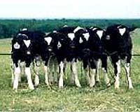 FDA OKs food from some cloned animals
