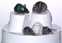 GM crops found to affect reproduction in mice: Austrian study