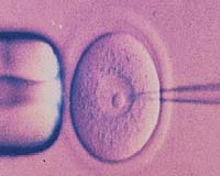 Lab successfully clones human embryos