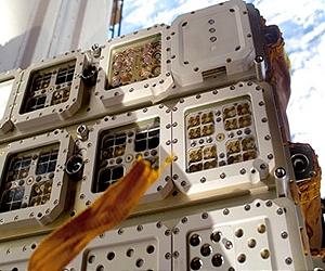 Mutant Microbes Test Radiation Resistance