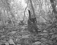 Bangladesh rare leopard renews hopes for species survival
