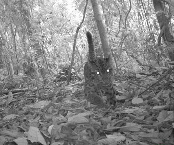 Kazakhstan encouraged by rare leopard sighting