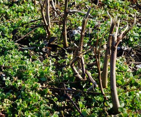 Climate change takes spice from Indonesia clove farms