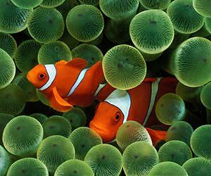 Carbon dioxide is driving fish crazy