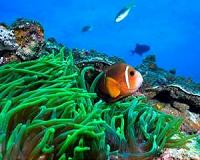 Expedition finds Nemo can travel great distances to connect populations