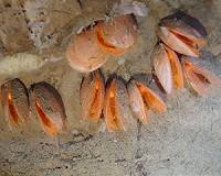 Penn researchers mimic giant clams to enhance the production of biofuel