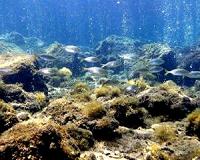 CO2 removal cannot save the oceans - if we pursue business as usual
