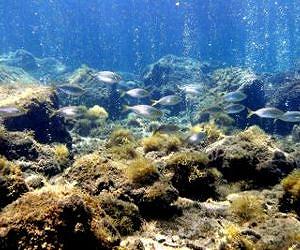Insight into marine life's ability to adapt to climate change
