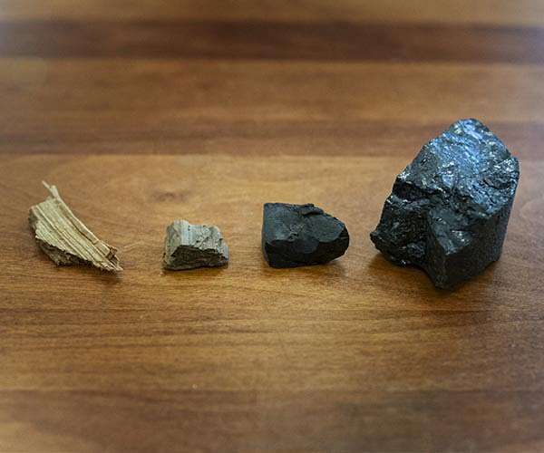 Coal creation mechanism uncovered