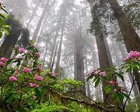 Big data predicts how plant species will react to environment changes