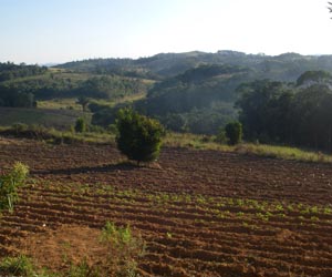 Brazilian farming association to open office in China