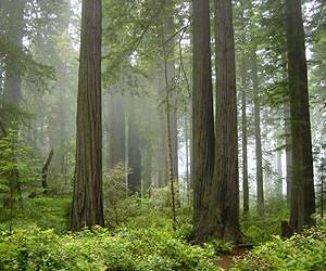 Redwood trees reveal history of West Coast rain, fog, ocean conditions