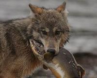 Animal trapping records reveal strong wolf effect across North America