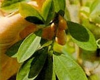 Colombia coca crop down as trends shift