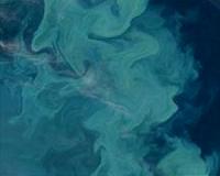 Increased carbon dioxide enhances plankton growth