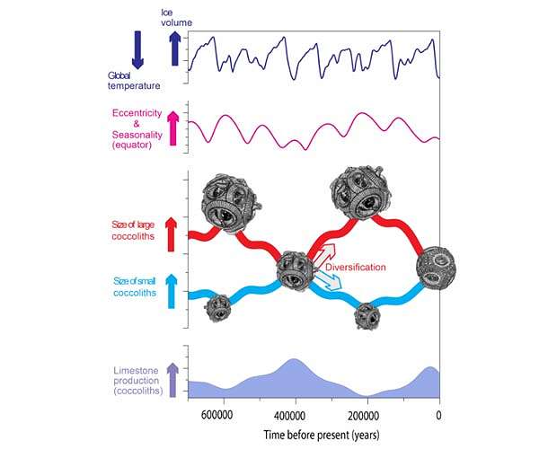 When variations in Earth's orbit drive biological evolution