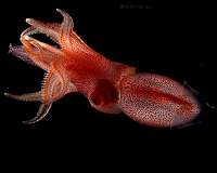 Squid could provide an eco-friendly alternative to plastics