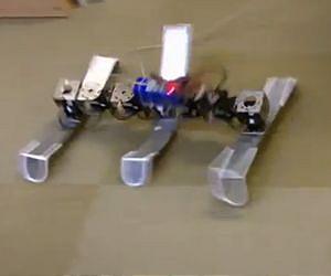 Lessons from cockroaches could inform robotics