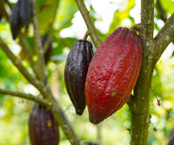 Nestle unveils method to boost cocoa yields as climate change hits