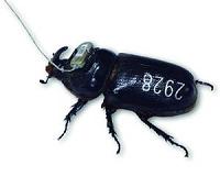 University of Guam scientist and colleagues tag coconut rhinoceros beetles