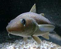 EU agrees fish quotas seen as too lax by environmentalists