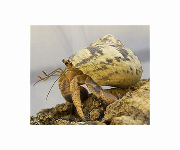 Call for shell donations as Thailand's hermit crabs face housing crisis