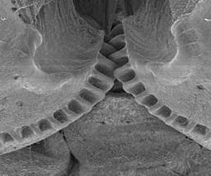 Functioning 'mechanical gears' seen in nature for the first time