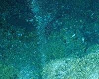 Flowing electrons help ocean microbes gulp methane