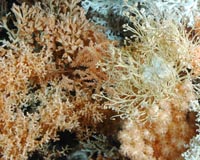 Cold-water corals: Acidification harms, warming promotes growth