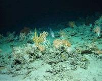 Deep-water ocean circulation may have awakened marine biodiversity climate change