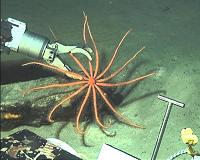 Knowledge of chemical munitions dumped at sea expands from international collaboration