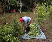 Colombia's 'drug triangle' puts hope in chocolate
