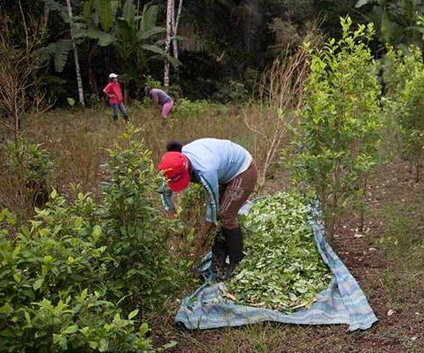 Attack in Peru coca-growing region claimed four minors