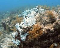 Scientists warn El Nino coral damage could be worst ever