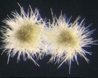 DNA of bacteria crucial to ecosystem defies explanation