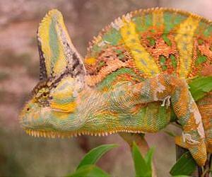 ASU researchers discover chameleons use colorful language to communicate