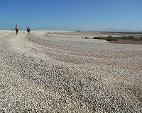 Colorado River's dead clams tell tales of carbon emission
